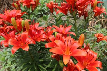 Lilien Lilien