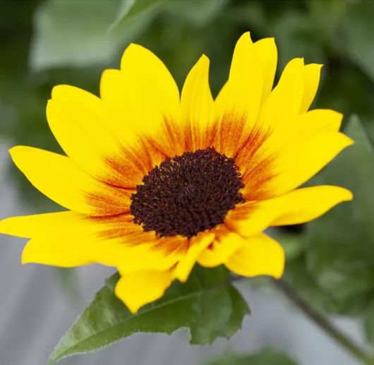 Offene Blüte Offene Blüte