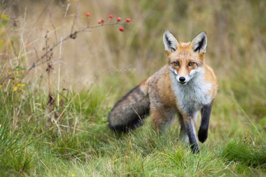 Fuchs Fuchs