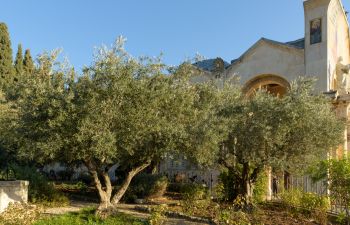 Garten Gethsemane Garten Gethsemane
