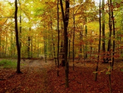 Herbstwald Herbstwald, original_R_K_B_by_Rainer_Klinke_pixelio.de