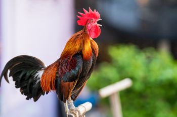 Krähender Hahn Krähender Hahn