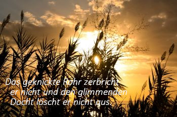 Schilf Schilf