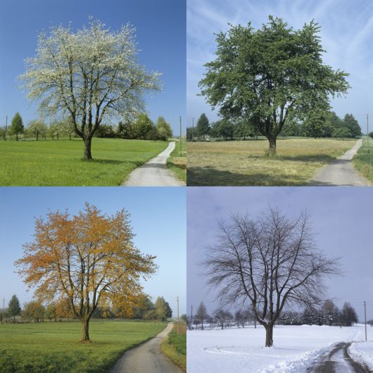Verwandlung - Jahreszeiten Verwandlung - Jahreszeiten