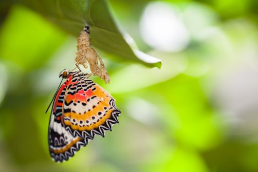 Verwandlung - Raupe - Puppe - Schmetterling Verwandlung - Raupe - Puppe - Schmetterling